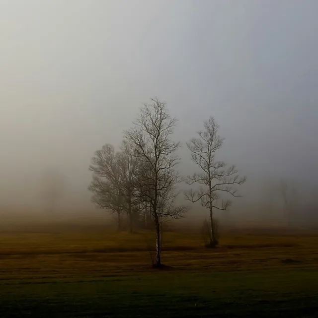 Arbres nus dans la brume, ambiance mélancolique
