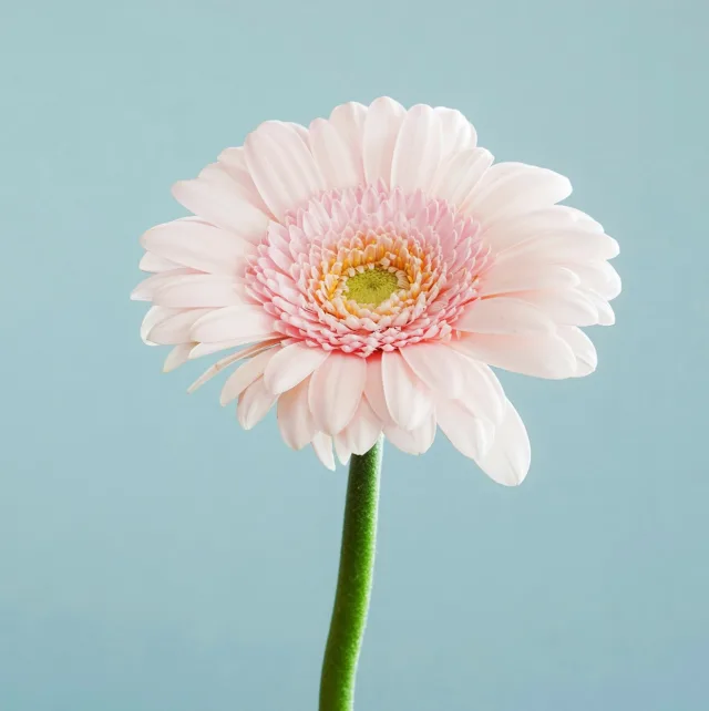 Gerbera rose pâle sur fond bleu clair